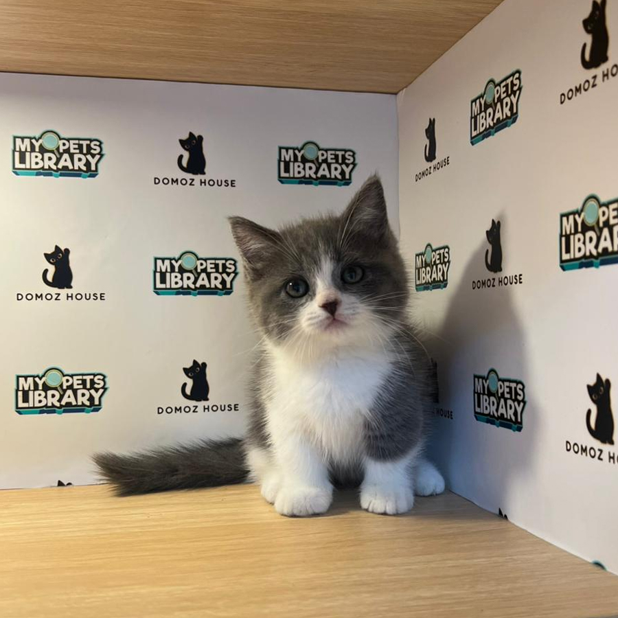 Munchkin Kitten