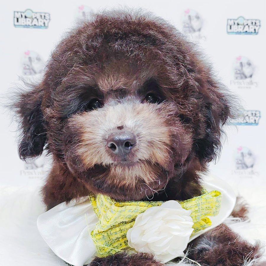 Toy Poodle Puppy