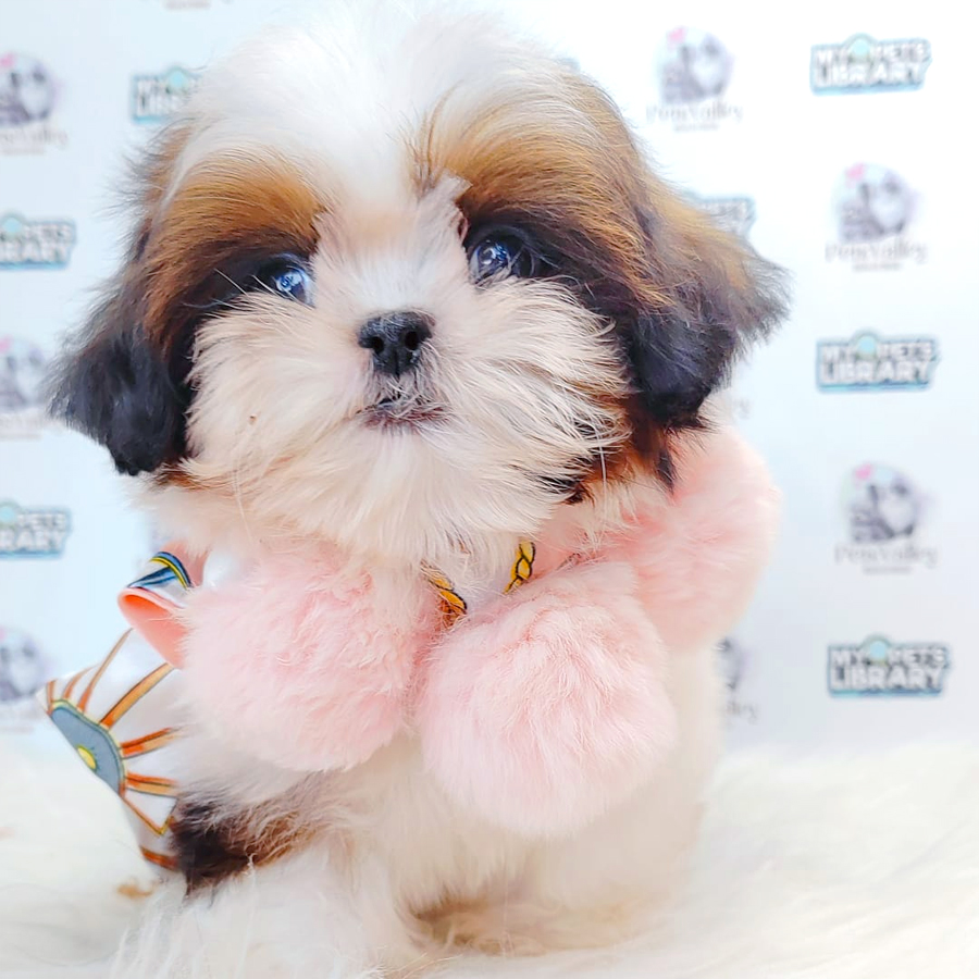 Shih Tzu Puppy