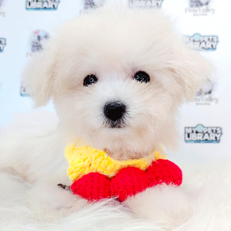 Poochon Puppy
