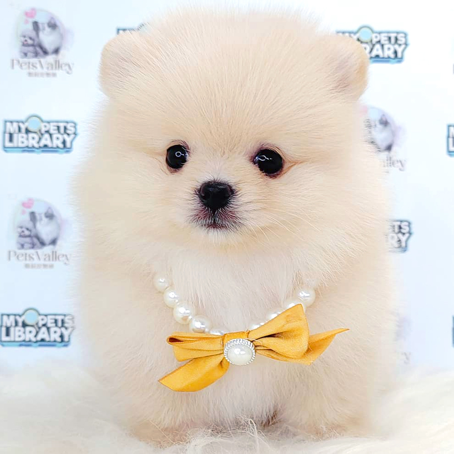 Pomeranian Puppy