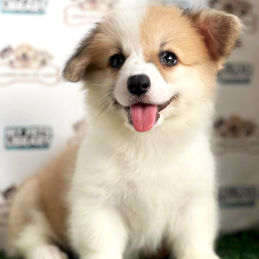 Welsh Corgi Puppy