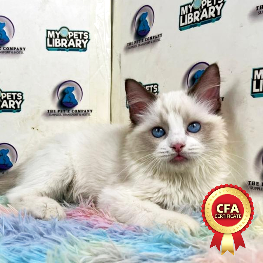 Ragdoll Kitten