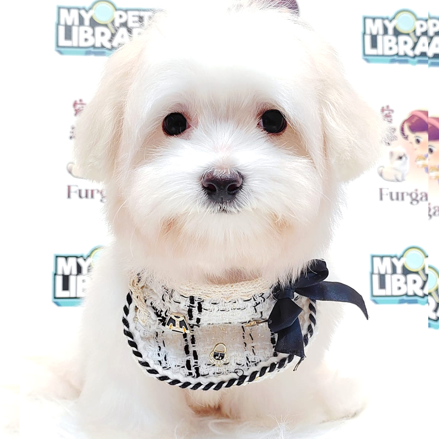 Maltese Puppy