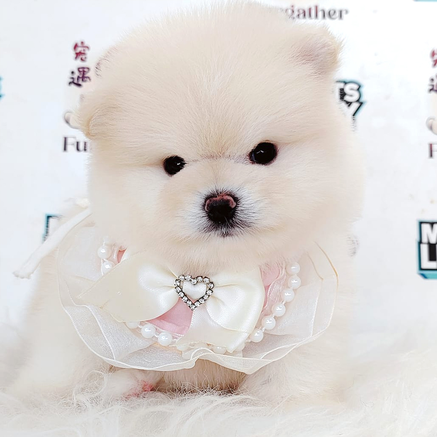 Tiny Pomeranian Puppy