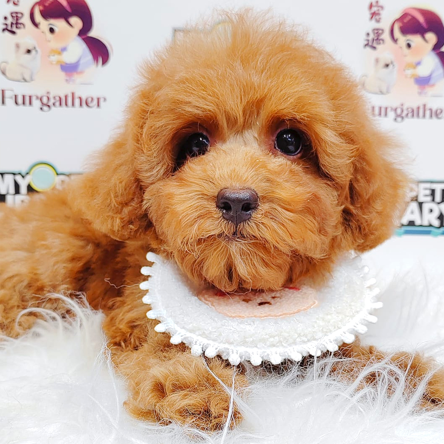 Poodle Puppy