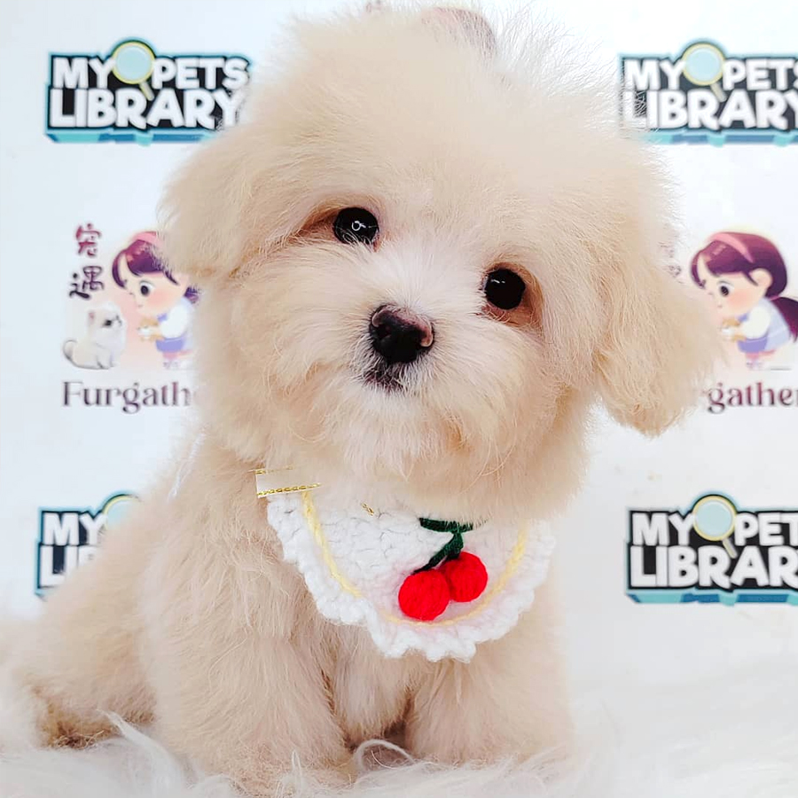 Maltipoo Puppy