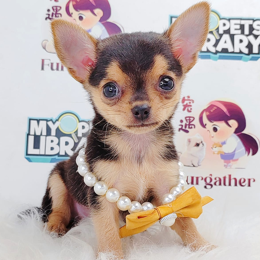 Short Coat Chihuahua Puppy
