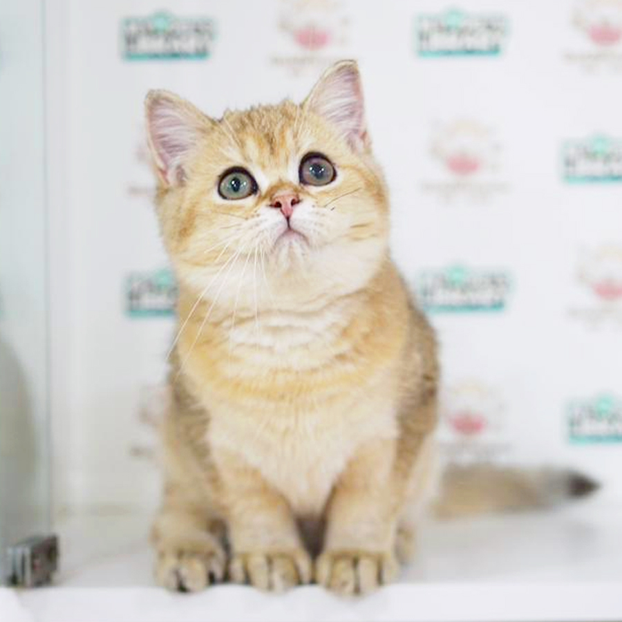 British Shorthair Kitten