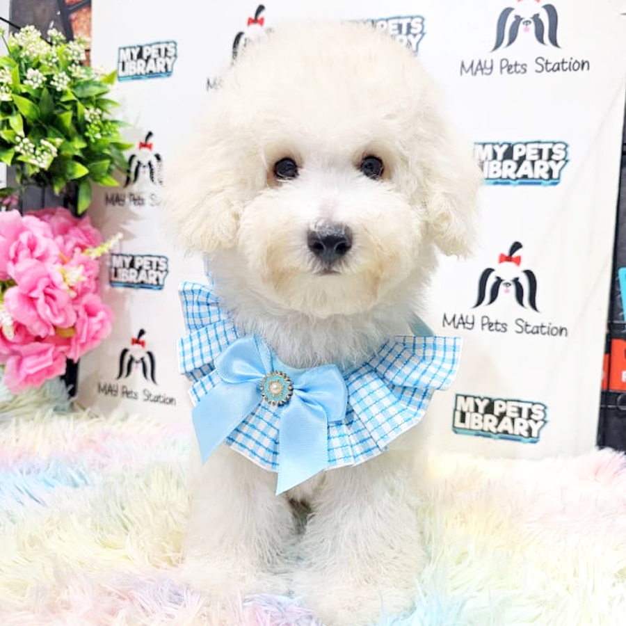 Toy Poodle Puppy
