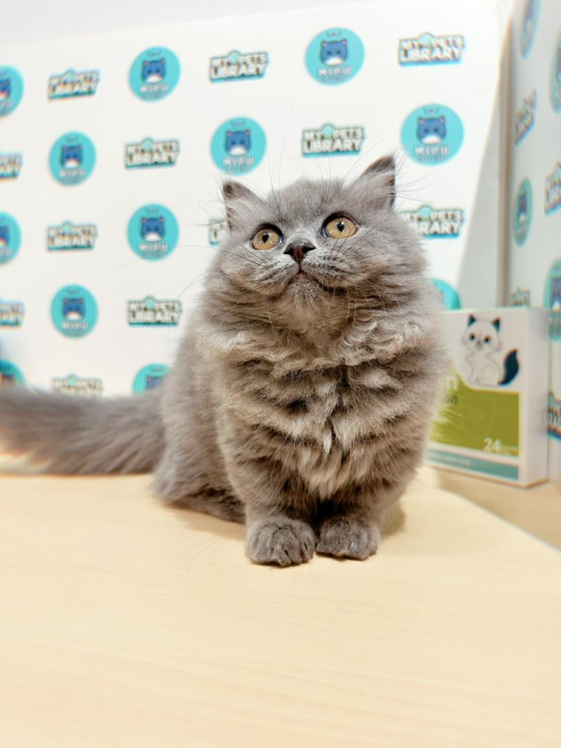 Super Short Minuet Napoleon Kitten