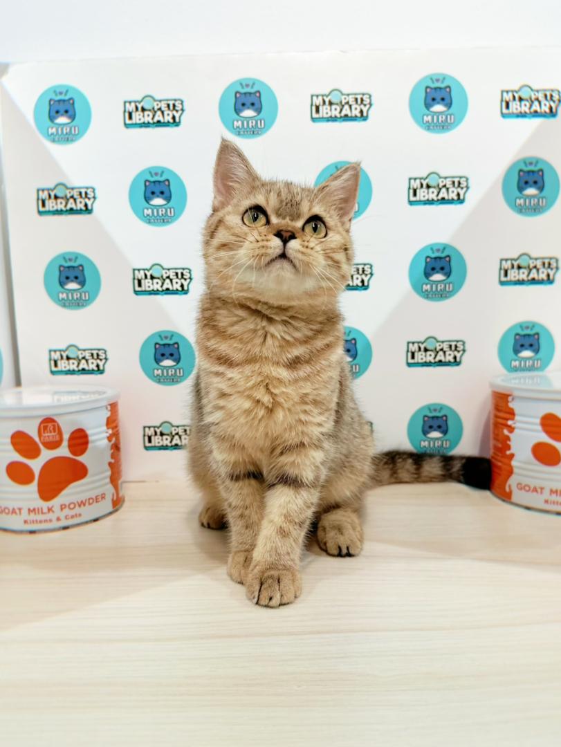 British Shorthair Kitten