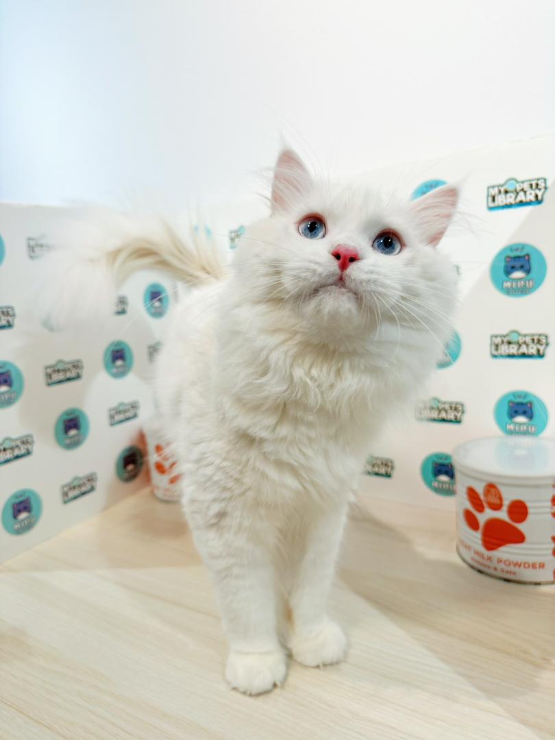 Maine Coon Persian Kitten