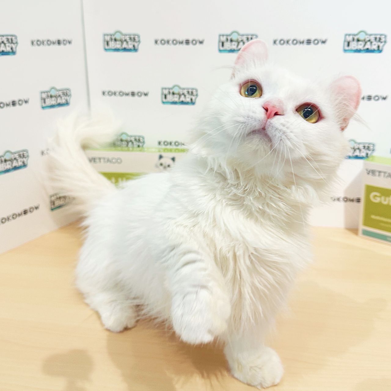 Super Short Munchkin Kinkalow Kitten