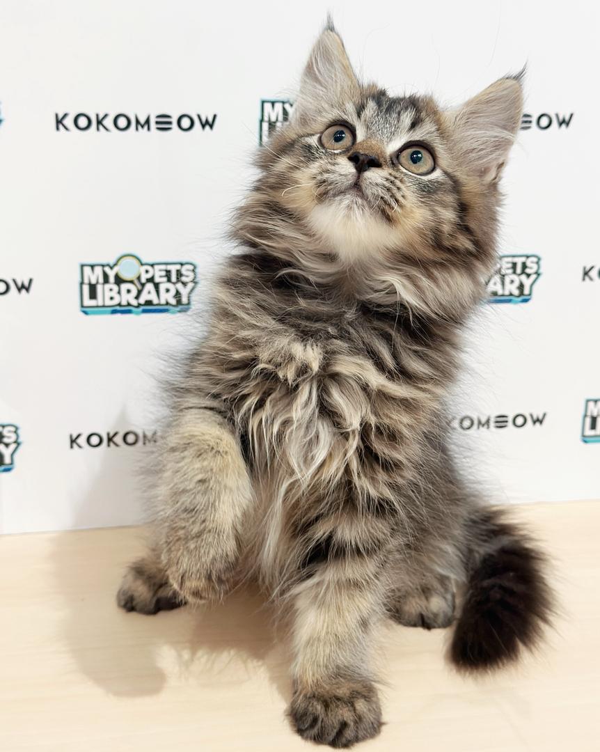 Scottishstraight Kitten
