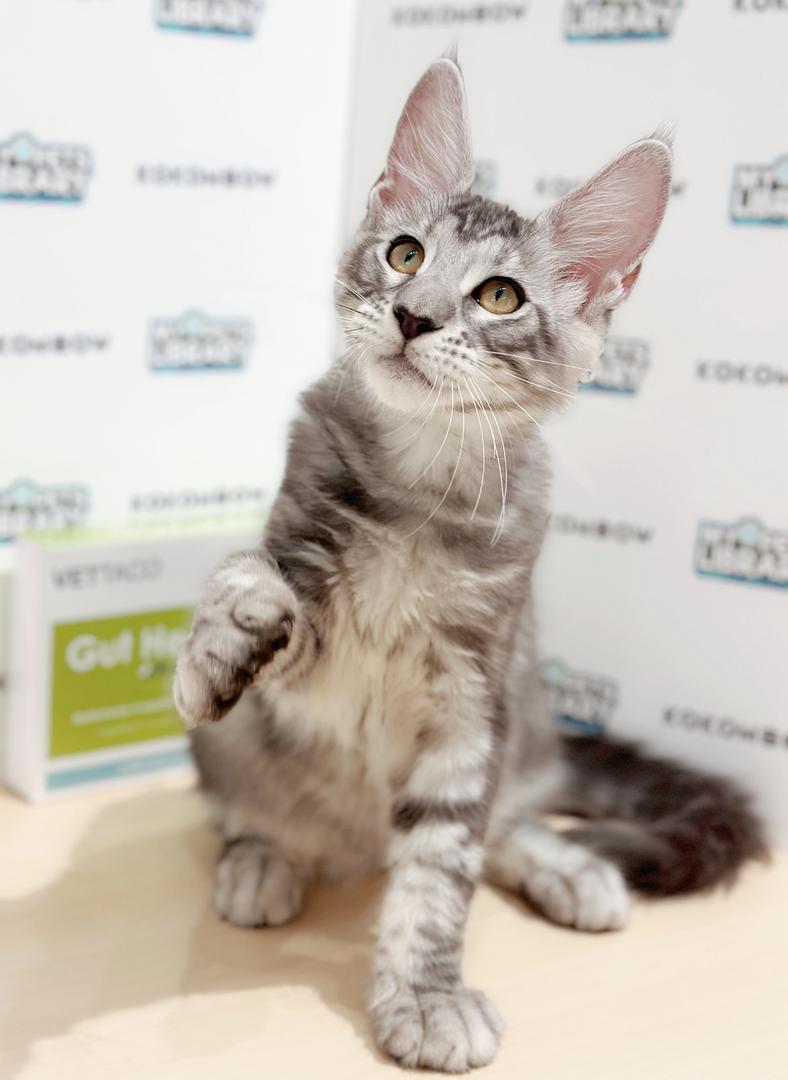 Maine Coon Kitten