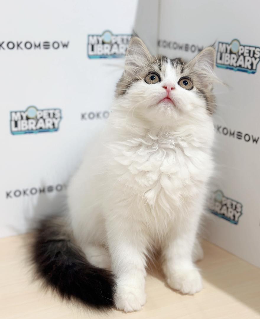 Minuet Napoleon Kitten