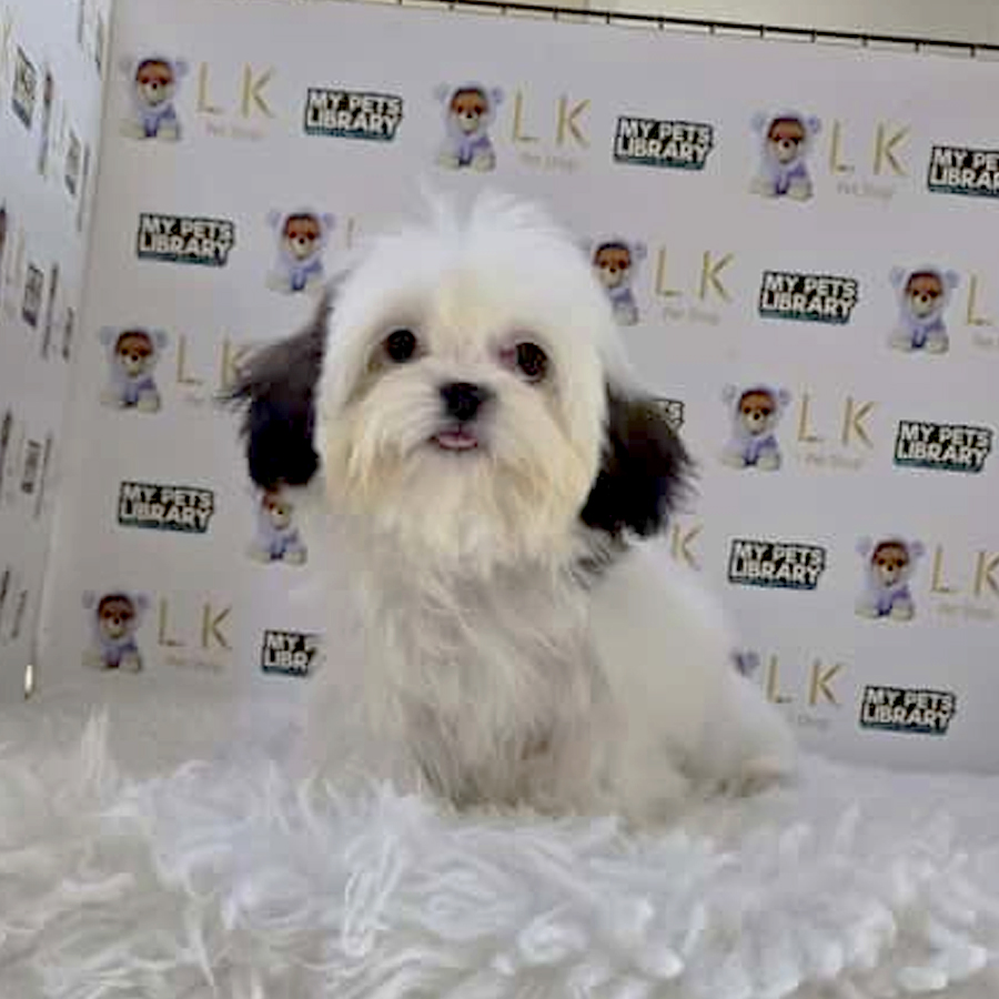 Shih Tzu Puppy