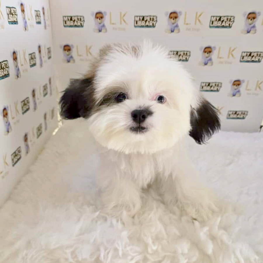 Shih Tzu Puppy