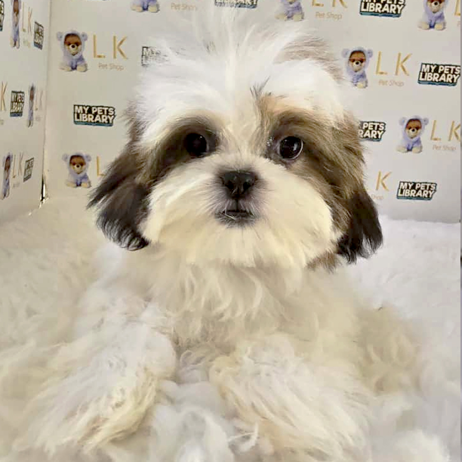 Shih Tzu Puppy