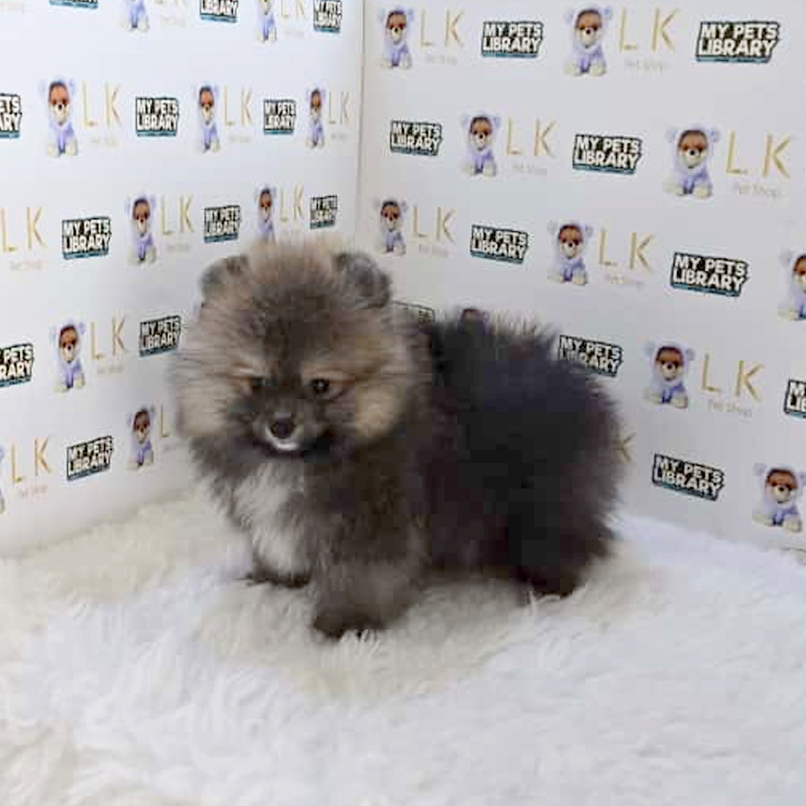 Pomeranian PuppyPomeranian Puppy