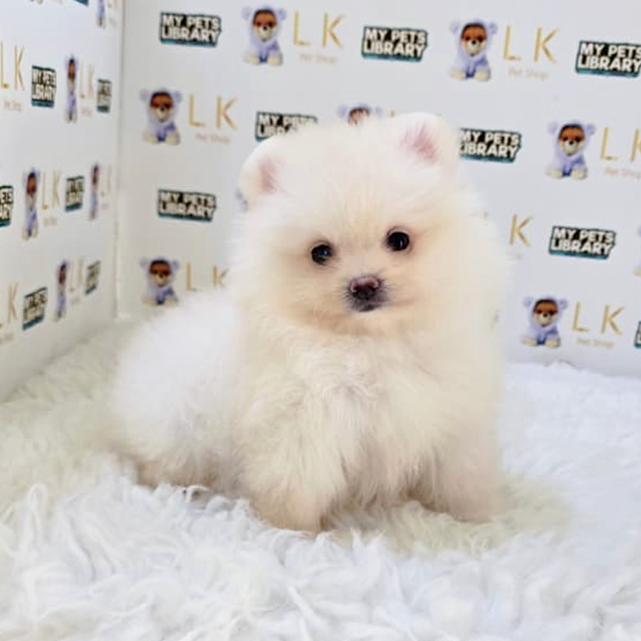 Pomeranian Puppy