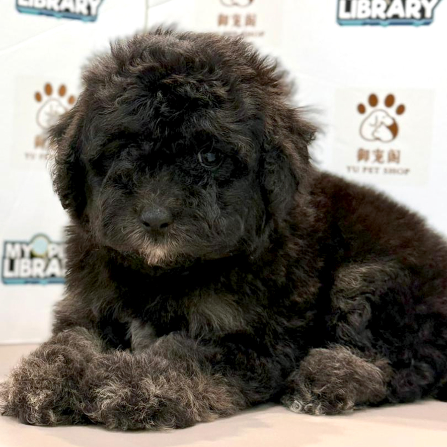 Toy Poodle Puppy
