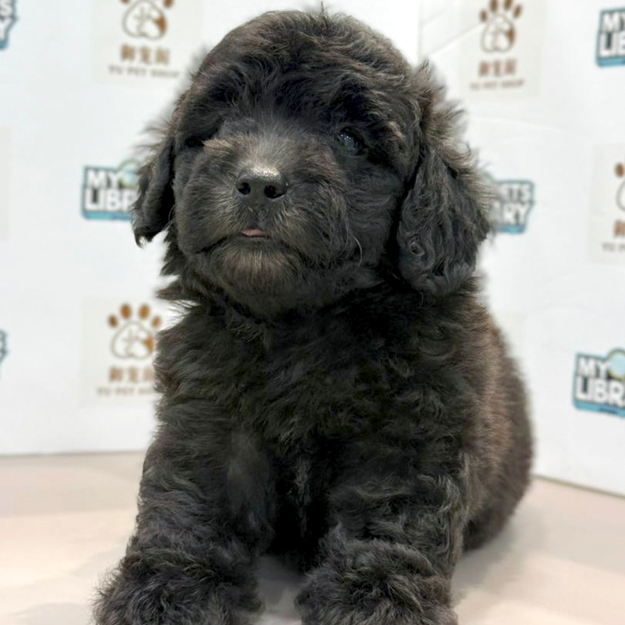 Toy Poodle Puppy