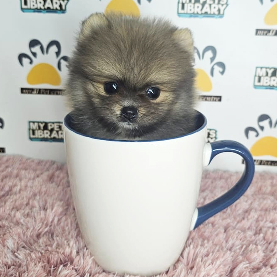 Teacup Pomeranian Puppy