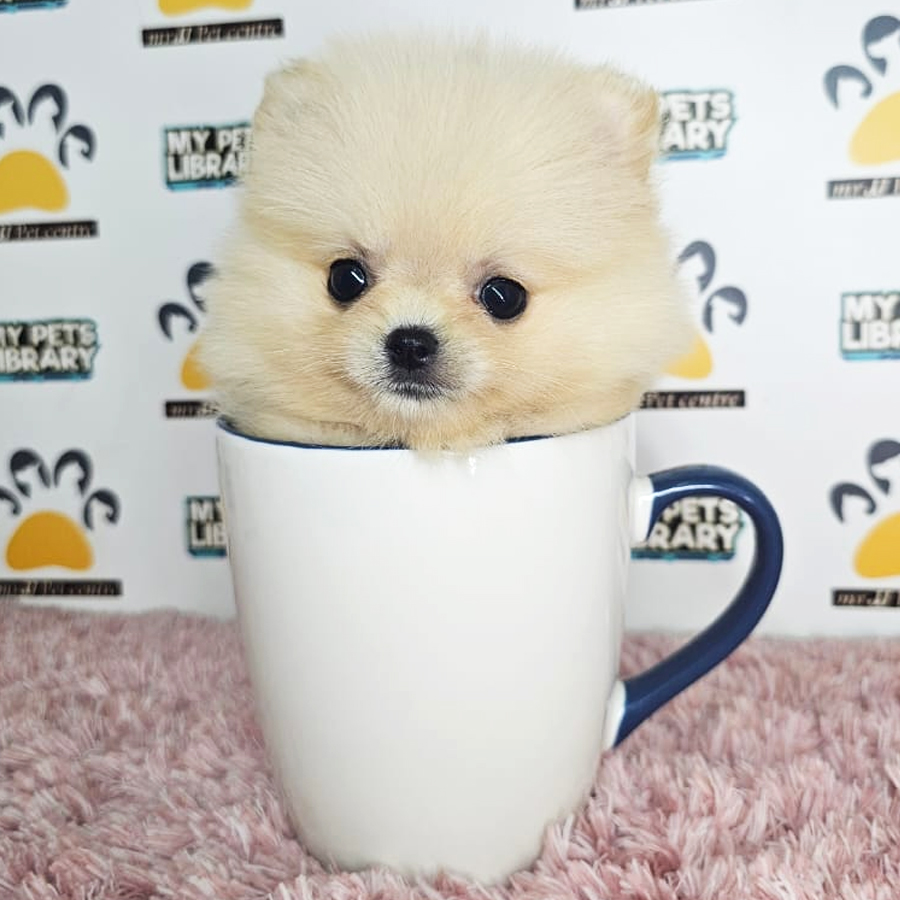 Teacup Pomeranian Puppy