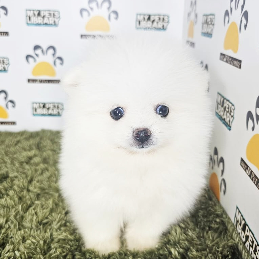 Tiny Pomeranian Puppy