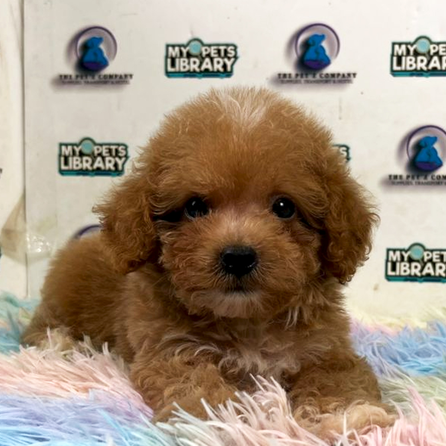 Tiny Poodle