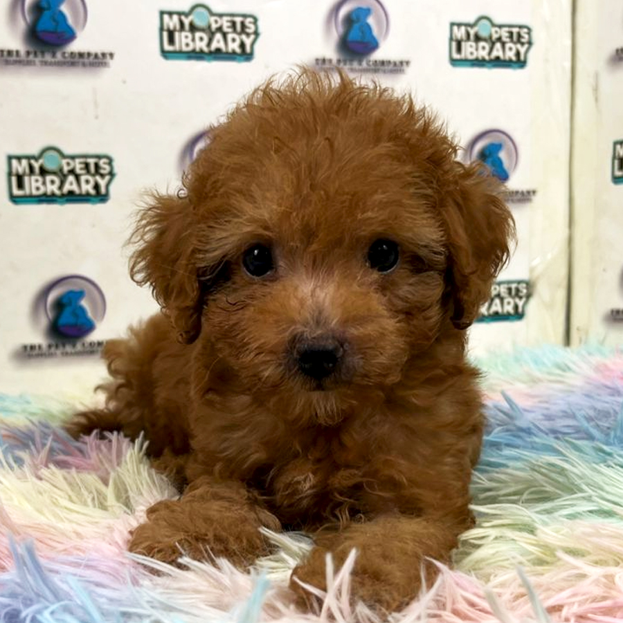 Tiny Poodle