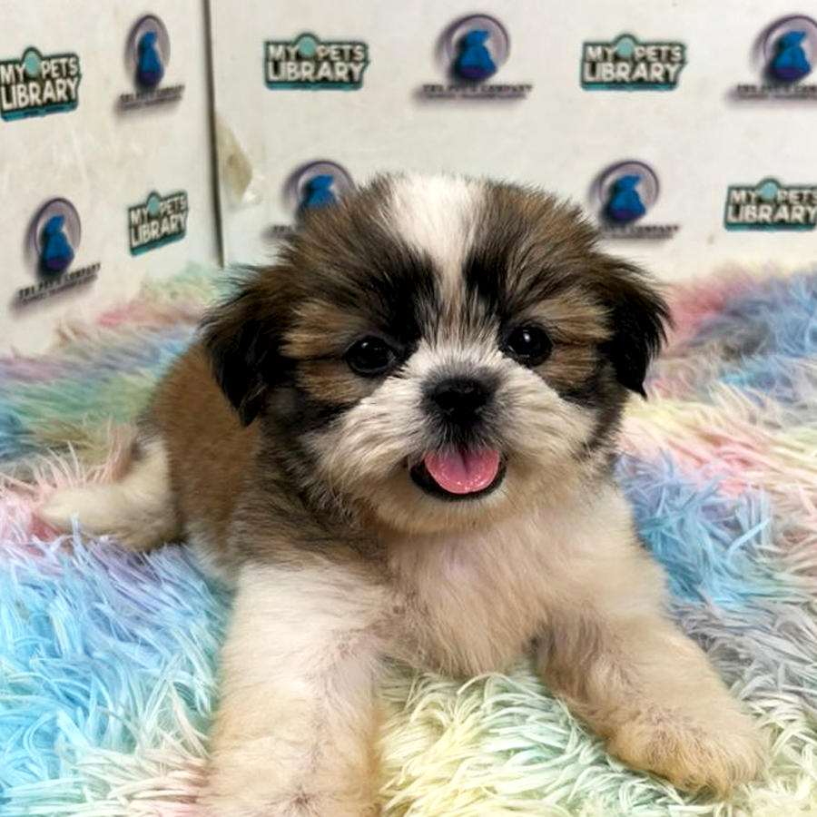 Shih Tzu Puppy