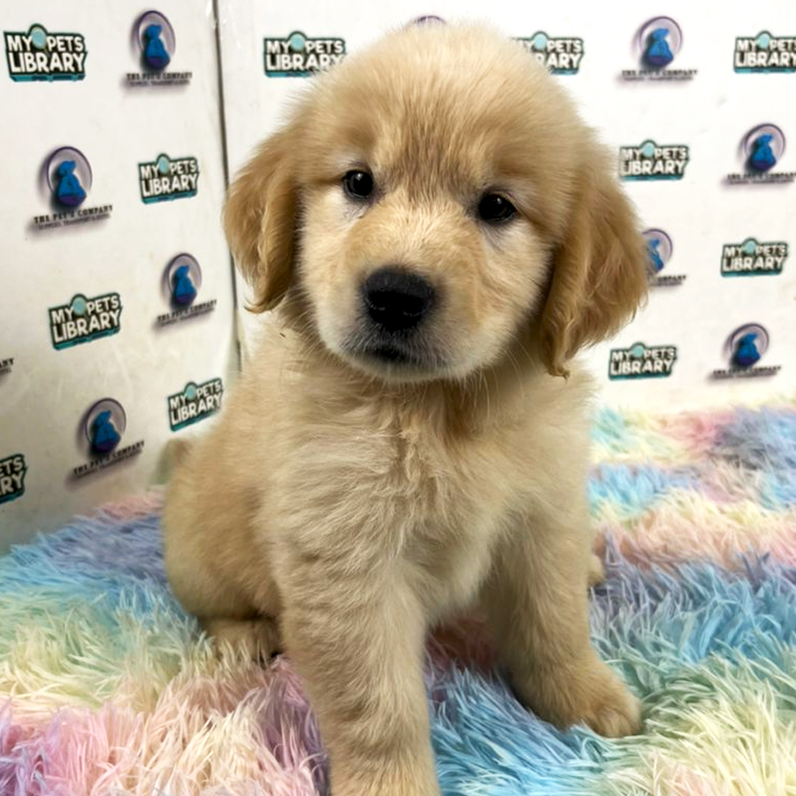 Golden Retriever Puppy