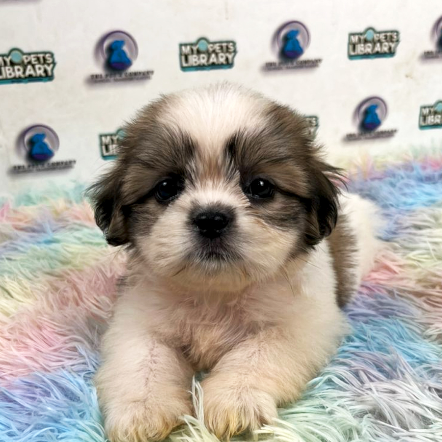Shih Tzu Puppy