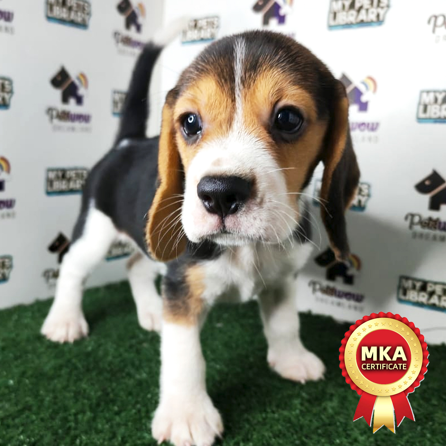 Beagle Puppy