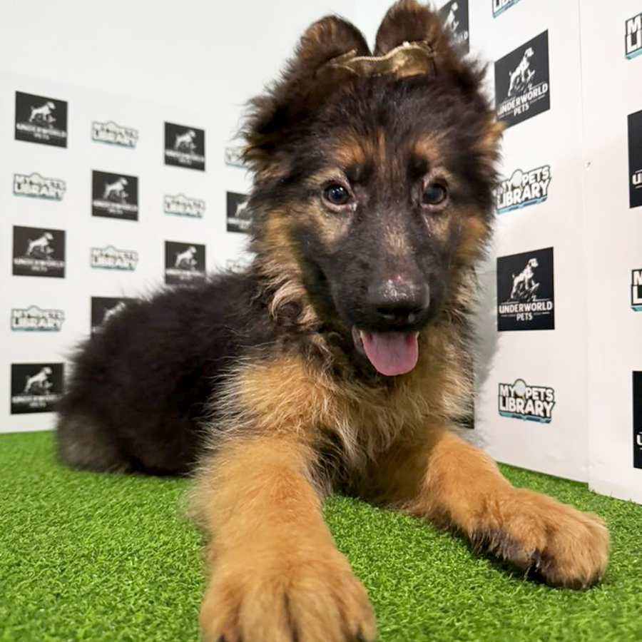 German Shepherd Puppy