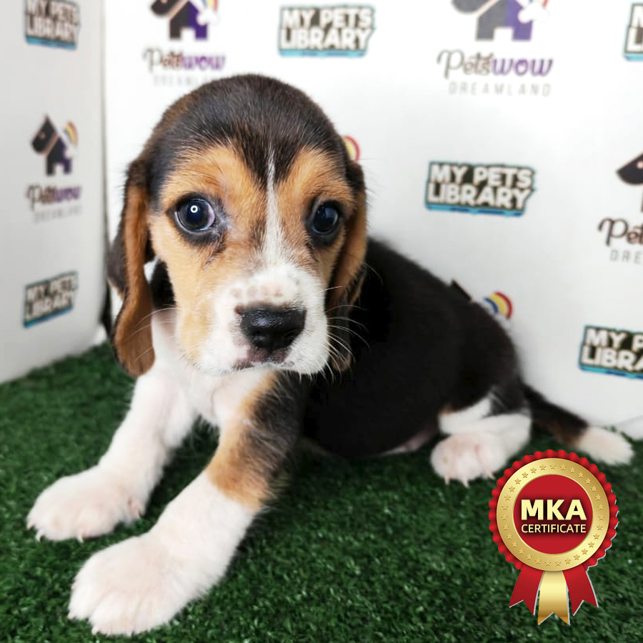 Beagle Puppy