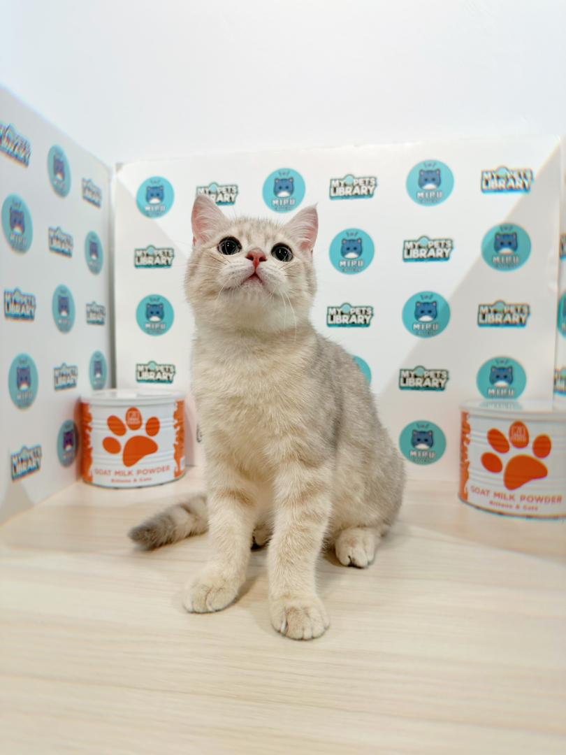 British Shorthair Kitten