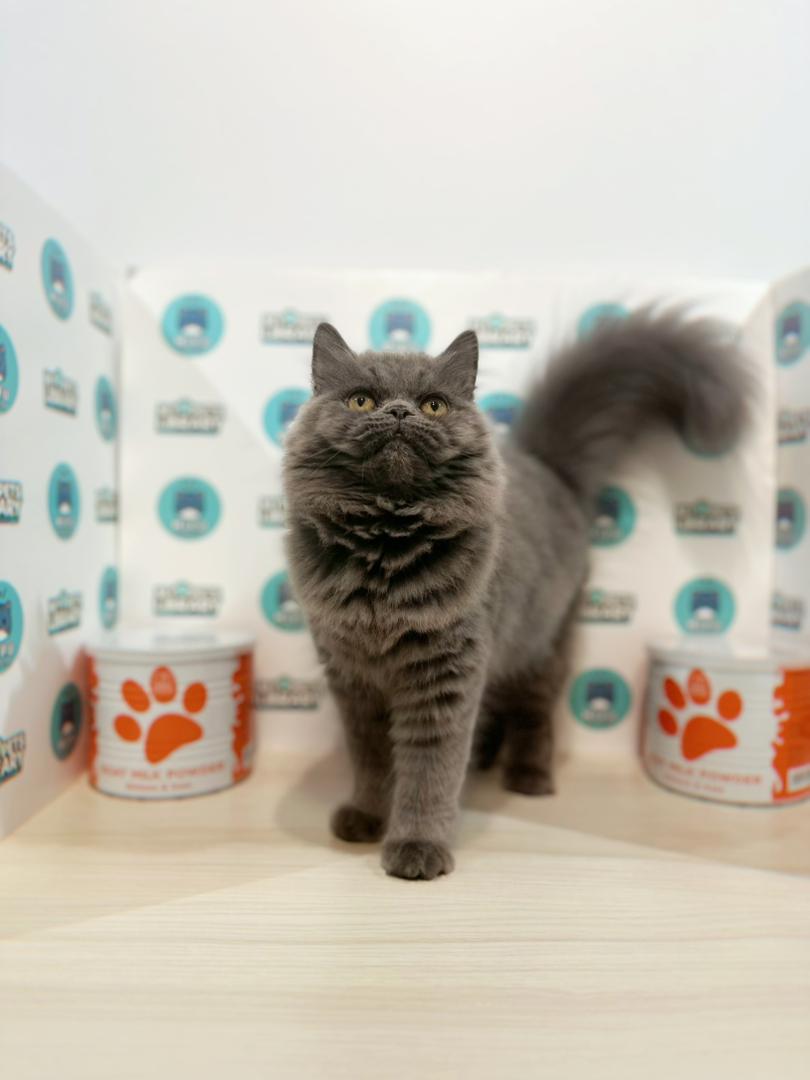 Persian Kitten