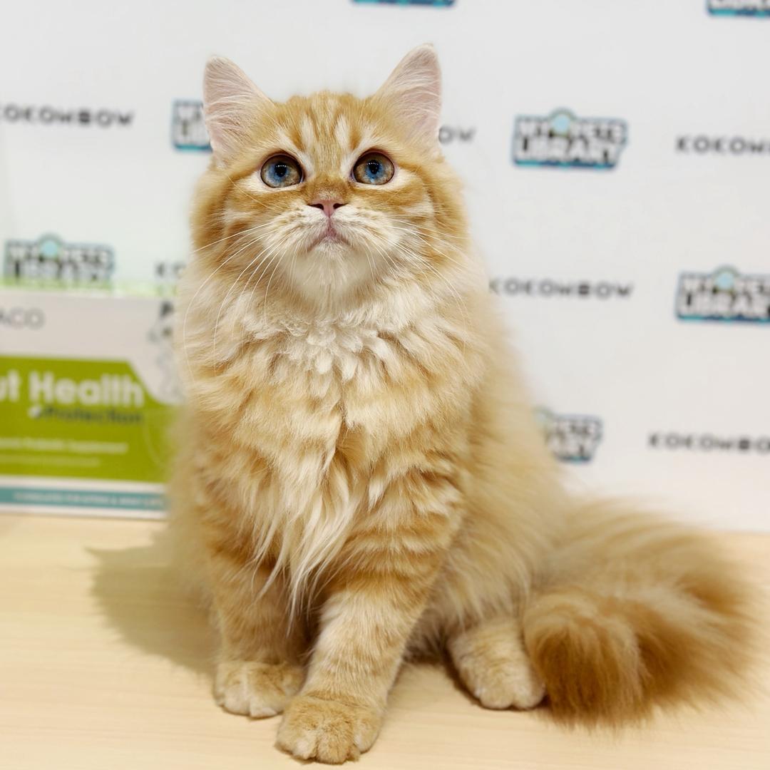 Persian British Longhair Kitten