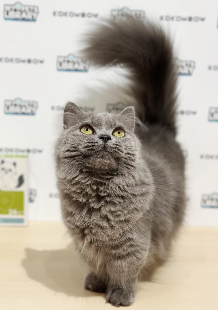 Short Leg Munchkin Longhair Kitten