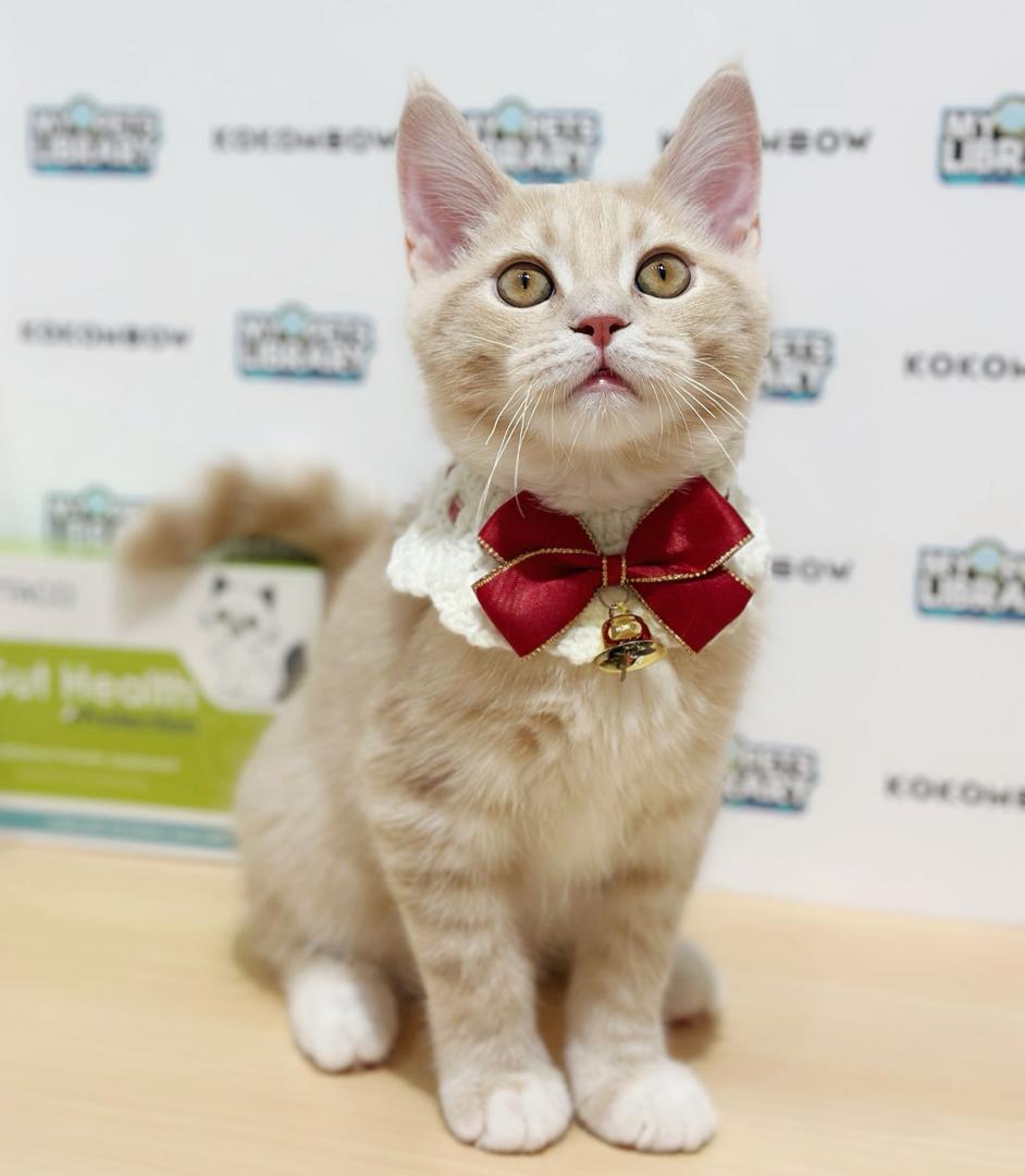 Maine Coon British Shorthair Kitten