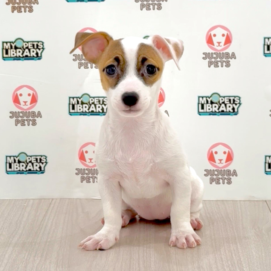 Jack Russell Puppy