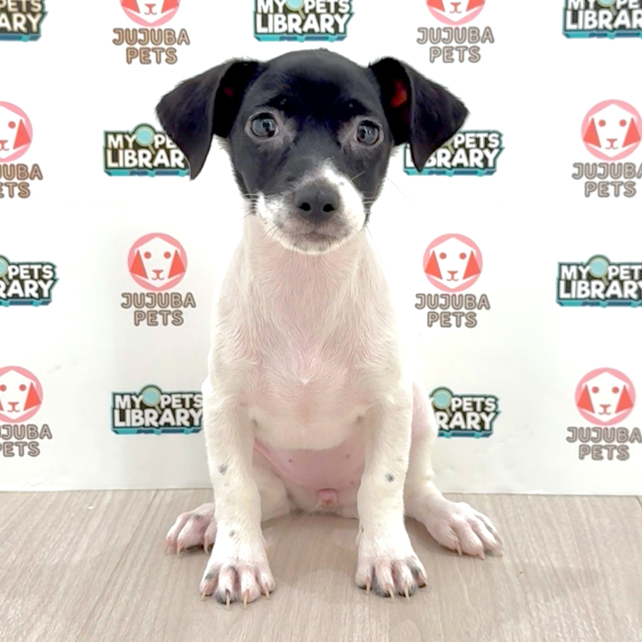 Jack Russell Puppy