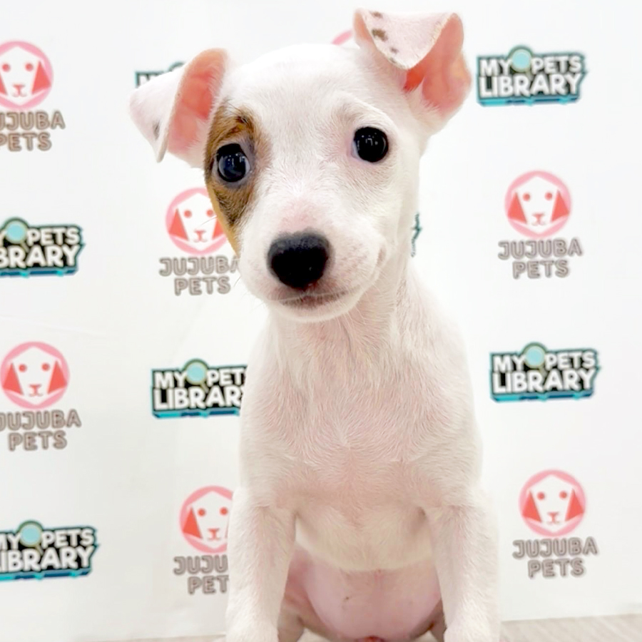 Jack Russell Puppy