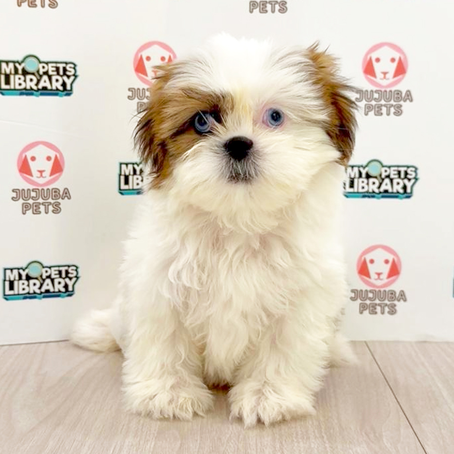 Shih Tzu Puppy