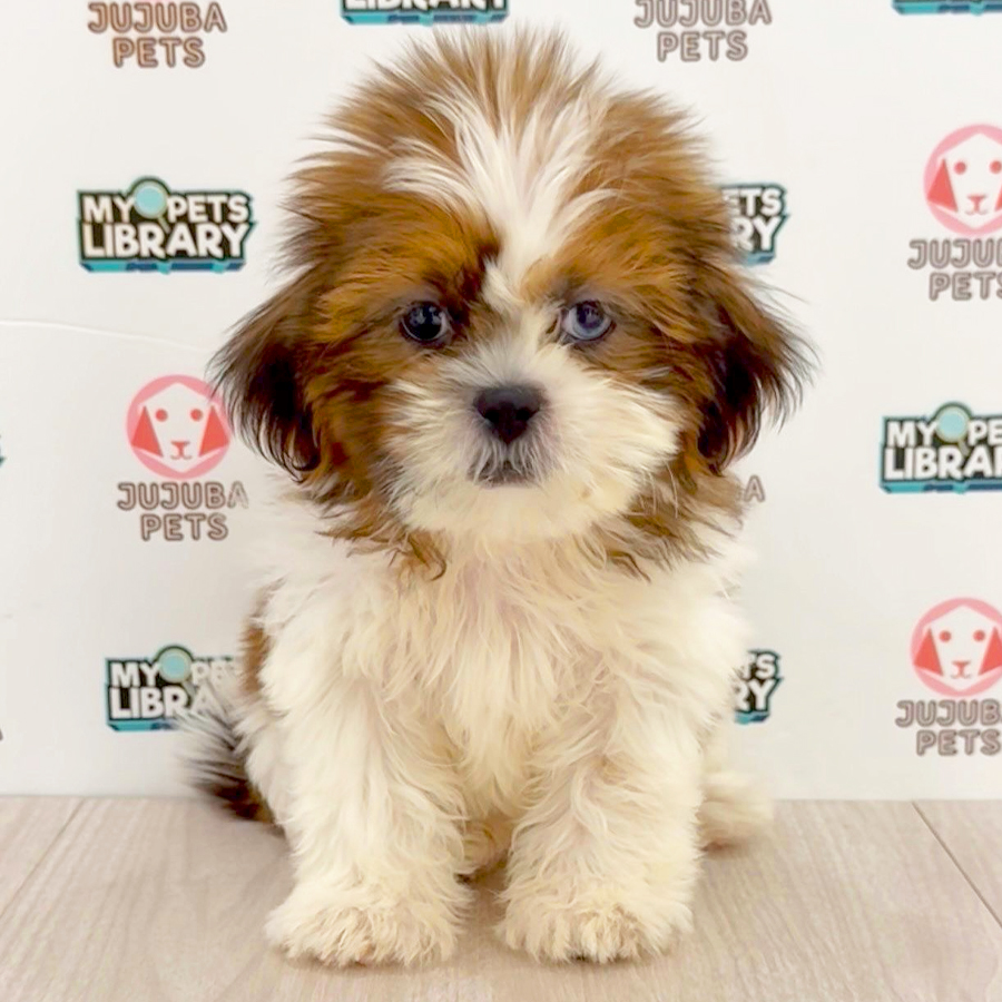 Shih Tzu Puppy