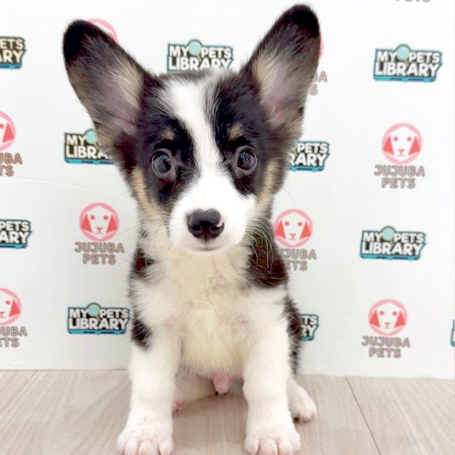 Welsh Corgi Puppy